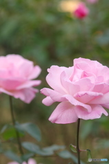 谷津バラ園2011秋-2