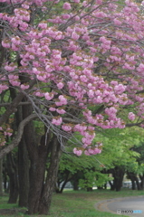 八重桜サトザクラ-4