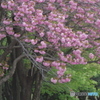 八重桜サトザクラ-4