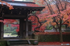 小金東漸寺の紅葉－３