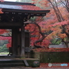 小金東漸寺の紅葉－３