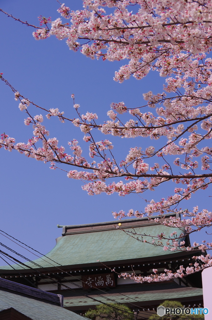 馬橋の桜
