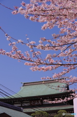 馬橋の桜