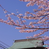 馬橋の桜