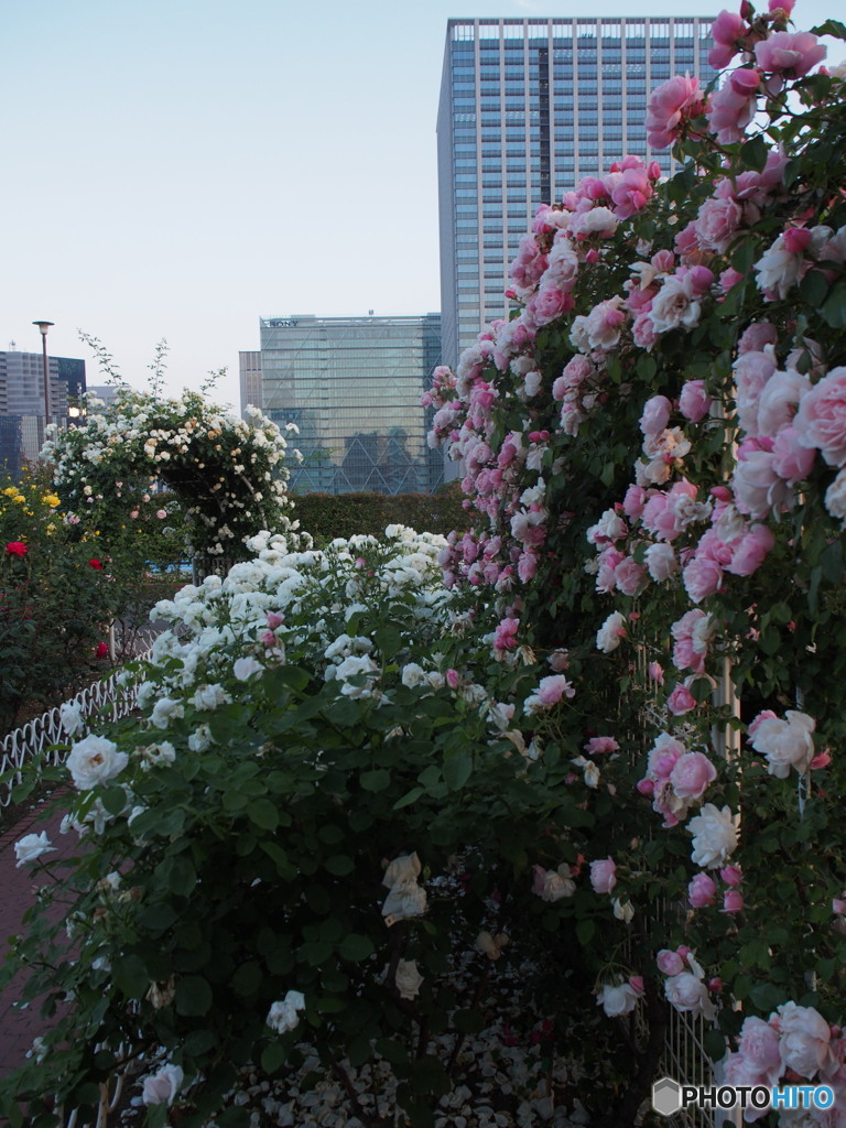 芝浦中央公園のバラ-3