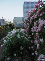 芝浦中央公園のバラ-3