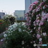 芝浦中央公園のバラ-3