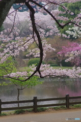 新宿御苑の桜-8