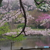 新宿御苑の桜-8