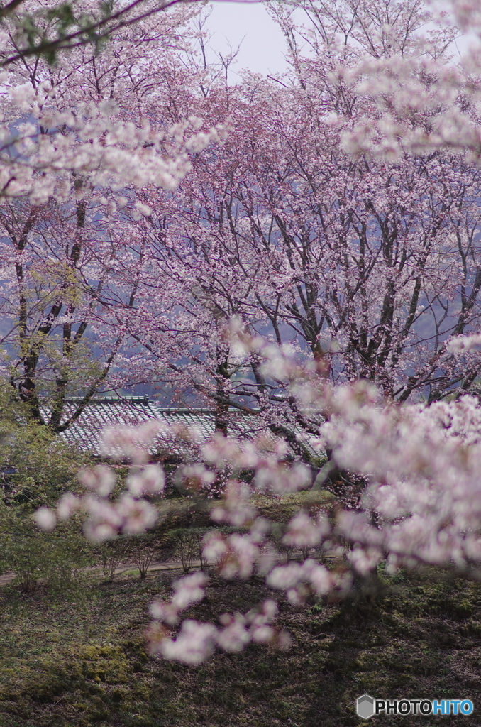 磯部桜川公園－１