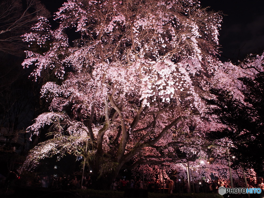 六義園の枝垂桜2017-4