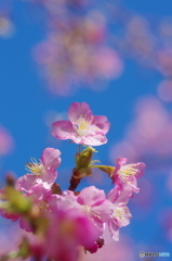 早咲きの桜-3