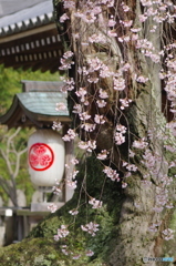 小金東漸寺の枝垂桜2018-3