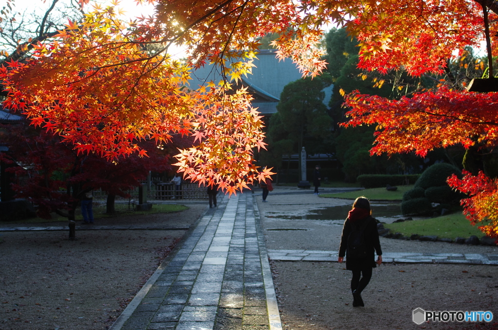 小金東漸寺の紅葉2017-3