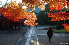 小金東漸寺の紅葉2017-3