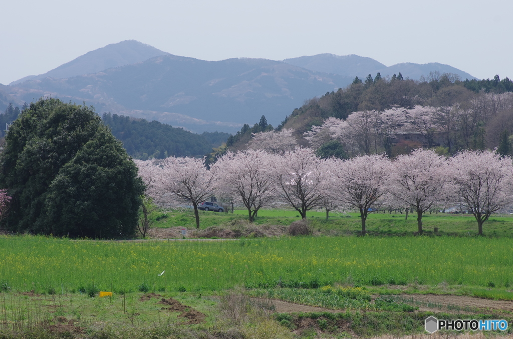 笠間駅からの桜