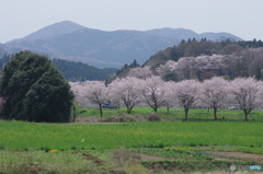 笠間駅からの桜