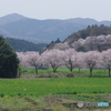 笠間駅からの桜