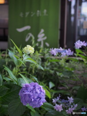 本土寺参道の紫陽花