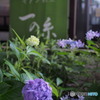本土寺参道の紫陽花