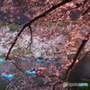 千鳥ヶ淵2017-3