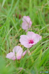 南千住汐入公園の陽光桜2018-4