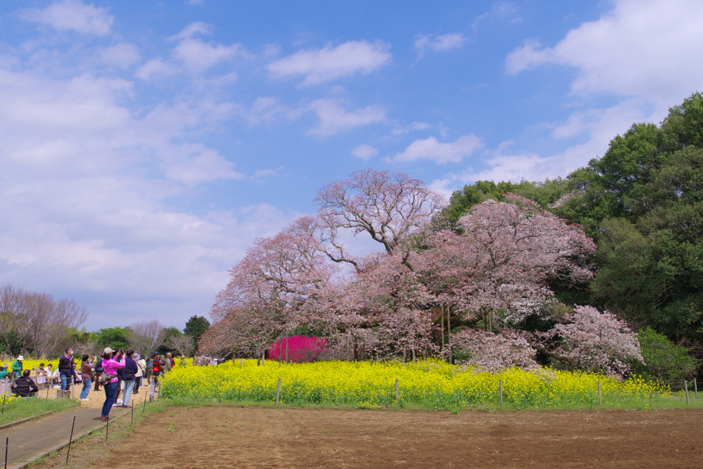 吉高の大桜