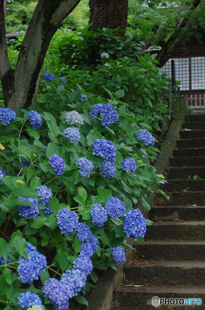 松戸本土寺の紫陽花2017-6