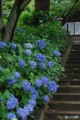 松戸本土寺の紫陽花2017-6