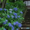 松戸本土寺の紫陽花2017-6