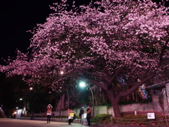 上野公園入口の桜