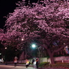 上野公園入口の桜