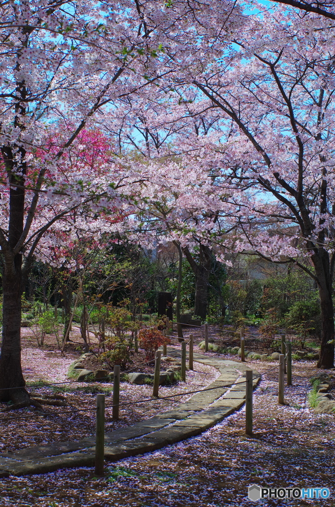 観音寺の桜-1