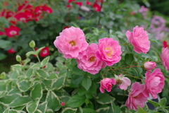 谷津バラ園-1