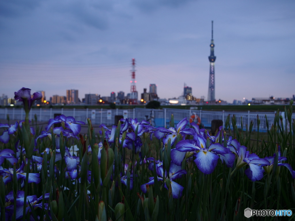 堀切水辺公園-3