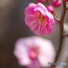 梅2018-2