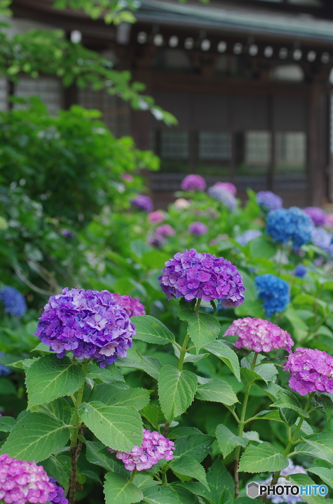 松戸本土寺の紫陽花2017-11