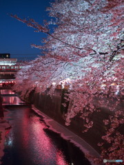 目黒川の桜-2