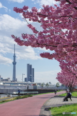 南千住汐入公園の陽光桜2018-1