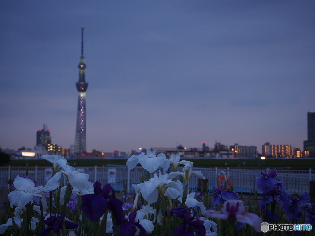 堀切水辺公園-4