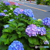 紫陽花2017-10
