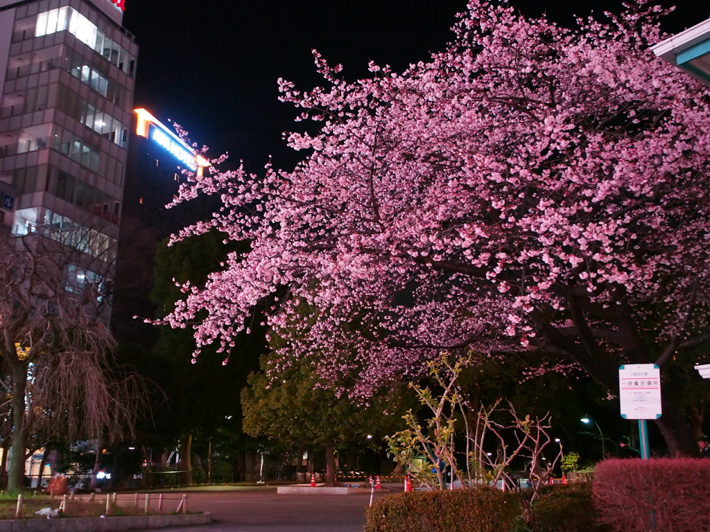 上野公園入口の桜