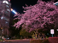 上野公園入口の桜