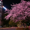 上野公園入口の桜