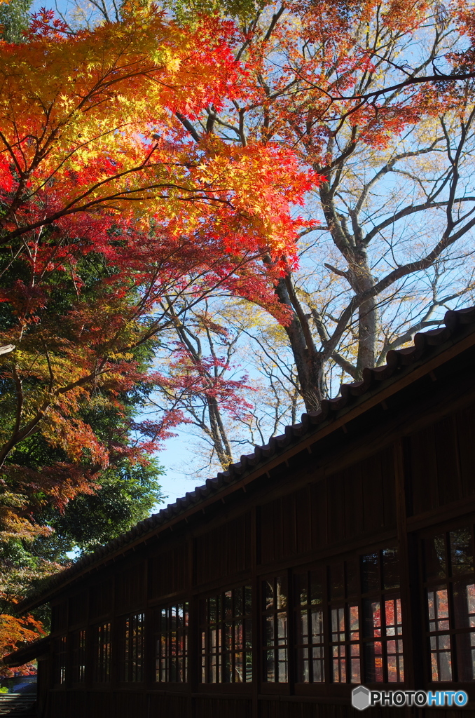 小金本土寺の紅葉2017-5