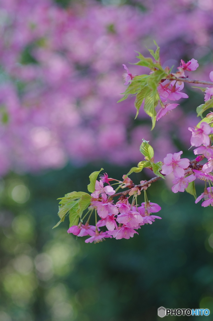 河津桜（観音寺）-1