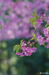 河津桜（観音寺）-1