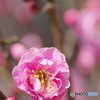 梅2018-1