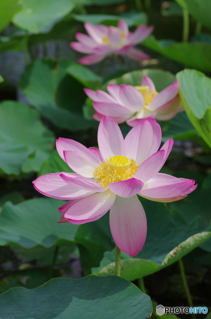 利根親水公園-3