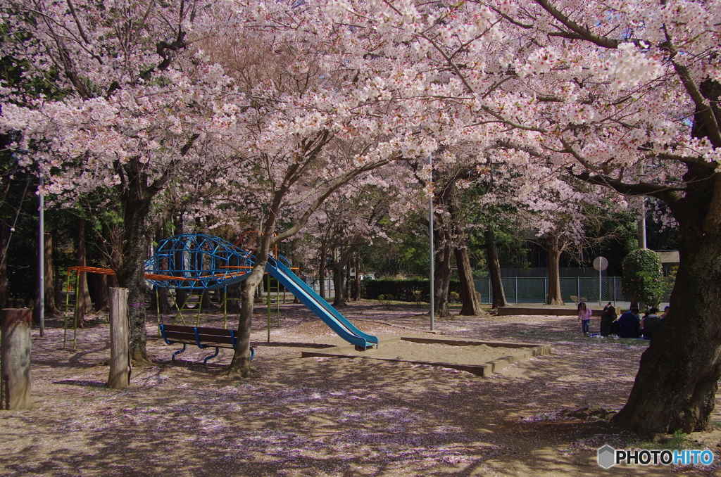 熊野神社の桜-2